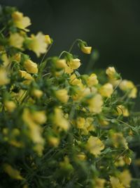 Close-up of yellow flowering plants on field