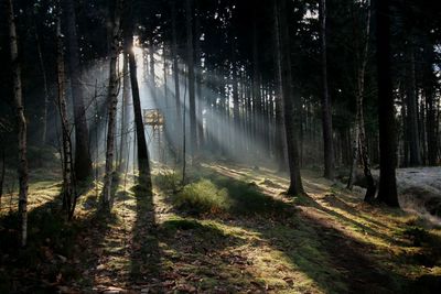 Trees in forest