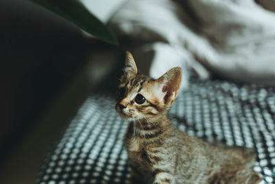 Close-up of a cat looking away