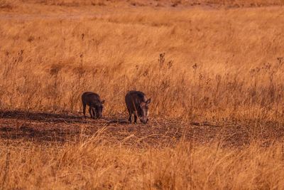 Two horses in the field