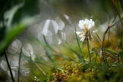 Close-up of flower against blurred background