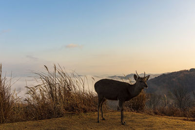 Sea of clouds seen from mt. wakakusa, nara