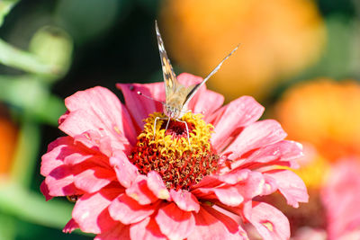 Close-up of honey bee on pink flower