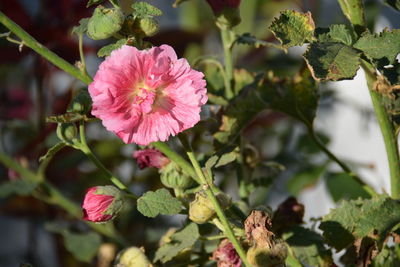 Close-up of pink flowering plant