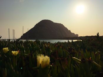 Scenic view of flowering plants against sky during sunset