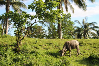 Horse grazing on landscape against sky