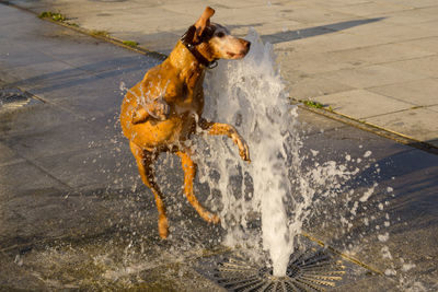 Dog jumping on water fountain 