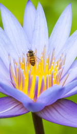 Close-up of honey bee on water lily