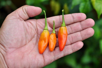 Holding three red cayenne peppers with a blurred chili plant background