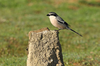 Close-up of bird perching on wooden post