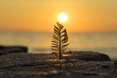 Close-up of plant against sky at sunset