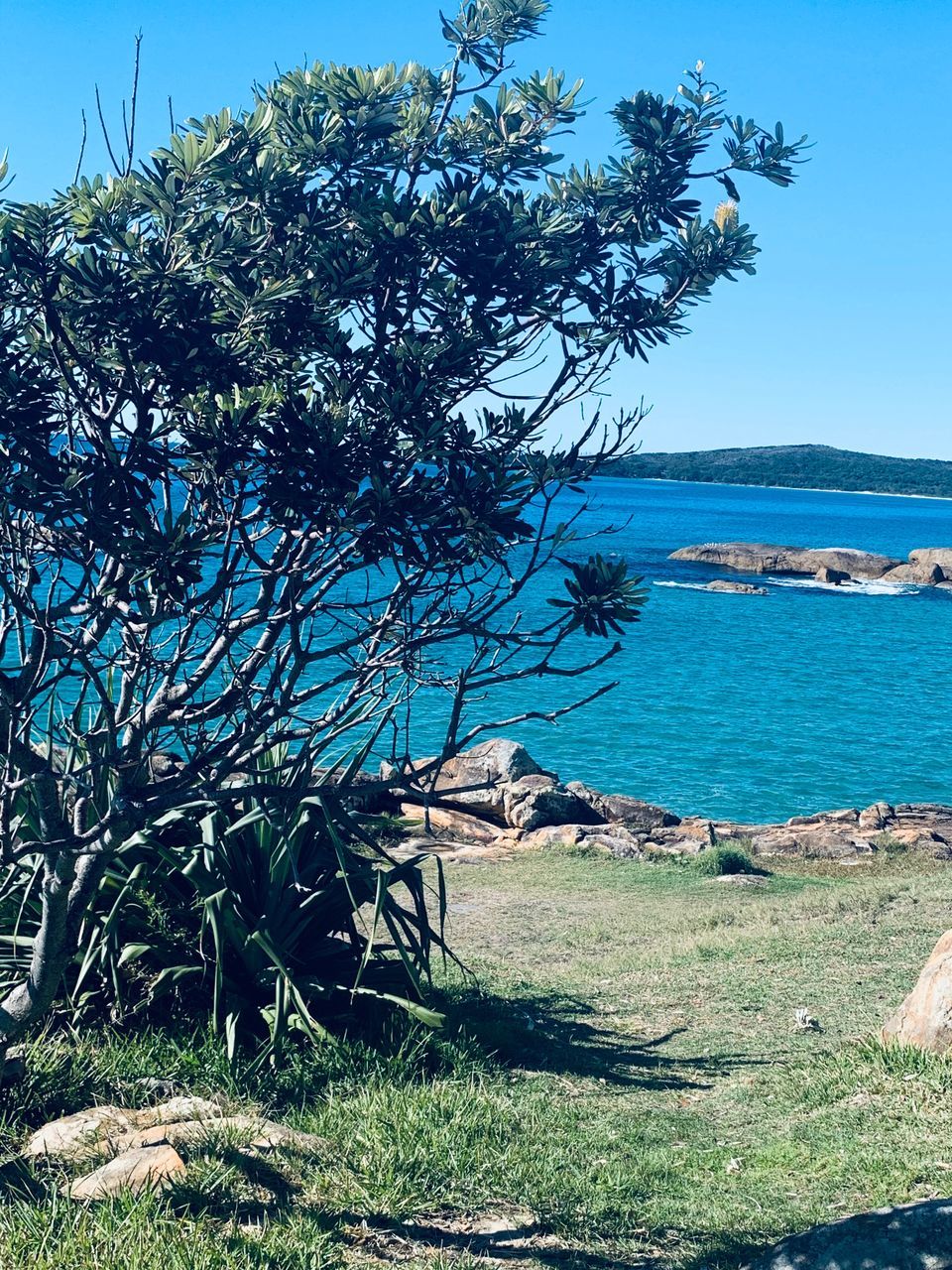 plant, tree, water, sky, sea, nature, beauty in nature, tranquility, tranquil scene, land, blue, scenics - nature, growth, day, no people, beach, sunlight, clear sky, outdoors