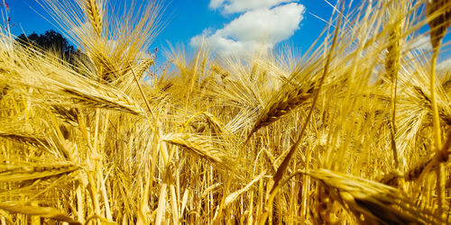 Close-up of wheat growing on field against sky