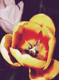 Close-up of bee on yellow flower