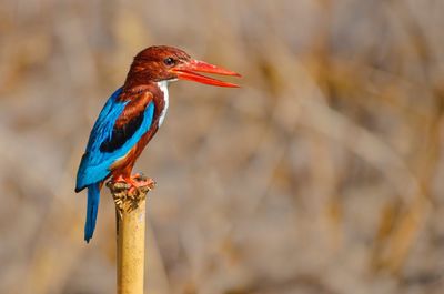 Close-up of kingfisher perching on wooden post