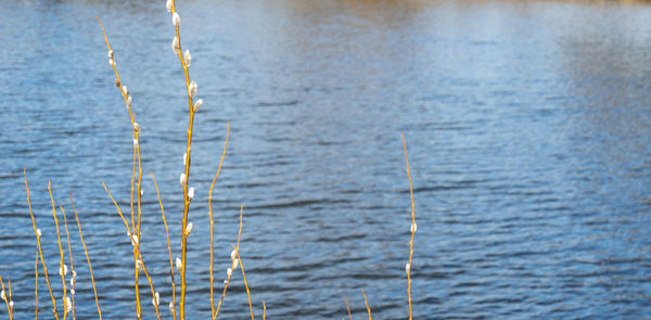 Close-up of blue sea