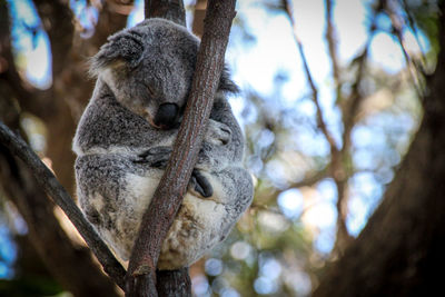 Low angle view of koala sleeping on tree