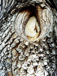 Close-up of tree trunk