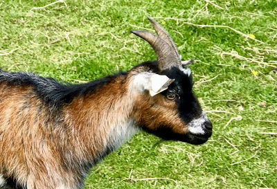 Close-up of horse on field