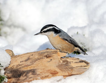 Close-up of bird perching on rock