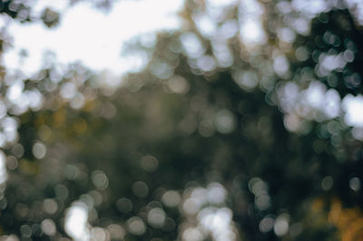 Defocused image of tree against sky