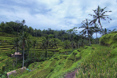 View of a paddy plant in tegalalang paddy terrace area