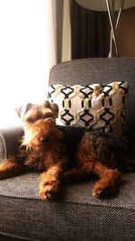 Dog resting on sofa at home