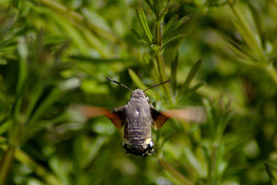 Hummingbird hawk-moth in flight