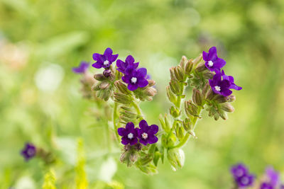 Close-up of purple flowering plant