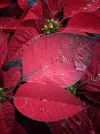 Close-up of red leaves