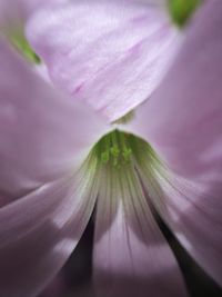 Close-up of purple flower