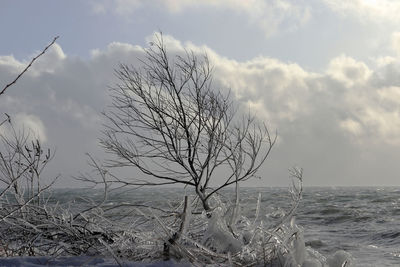 Bare tree by sea against sky