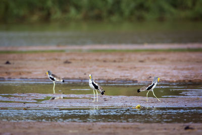 Birds perching on a land