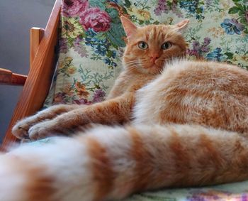 Portrait of cat relaxing on bed at home