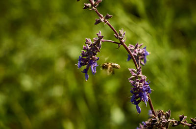 Close-up of purple flowering plant