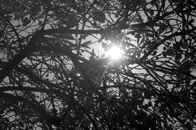 Low angle view of sun shining through trees