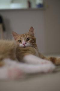 Close-up portrait of kitten