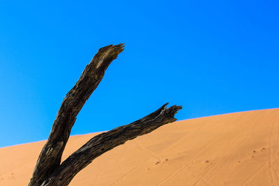 Dead tree on desert against clear blue sky