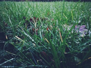 Close-up of plant growing on field