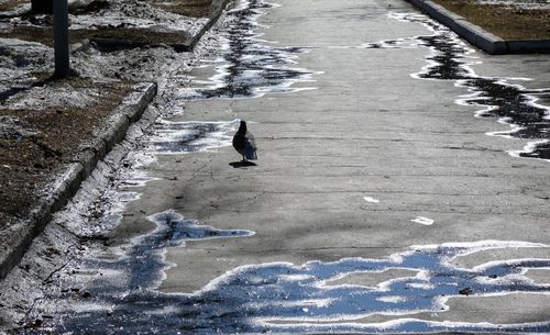 High angle view of birds on frozen footpath during winter