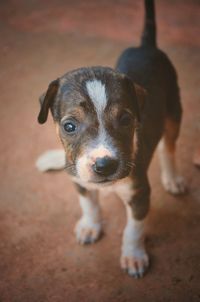 Close-up portrait of dog