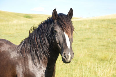 Close-up of a horse on field