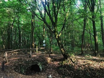 View of trees in forest