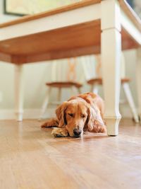 Dog resting on table at home