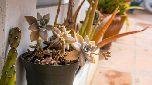 Close-up of potted plant