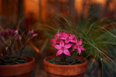Close-up of pink potted plant