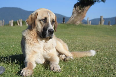 Dog sitting on grass