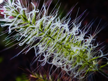 Close-up of flowers