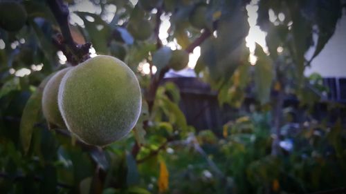Close-up of plant against blurred background
