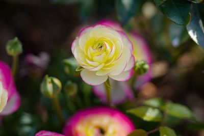 Close-up of pink rose